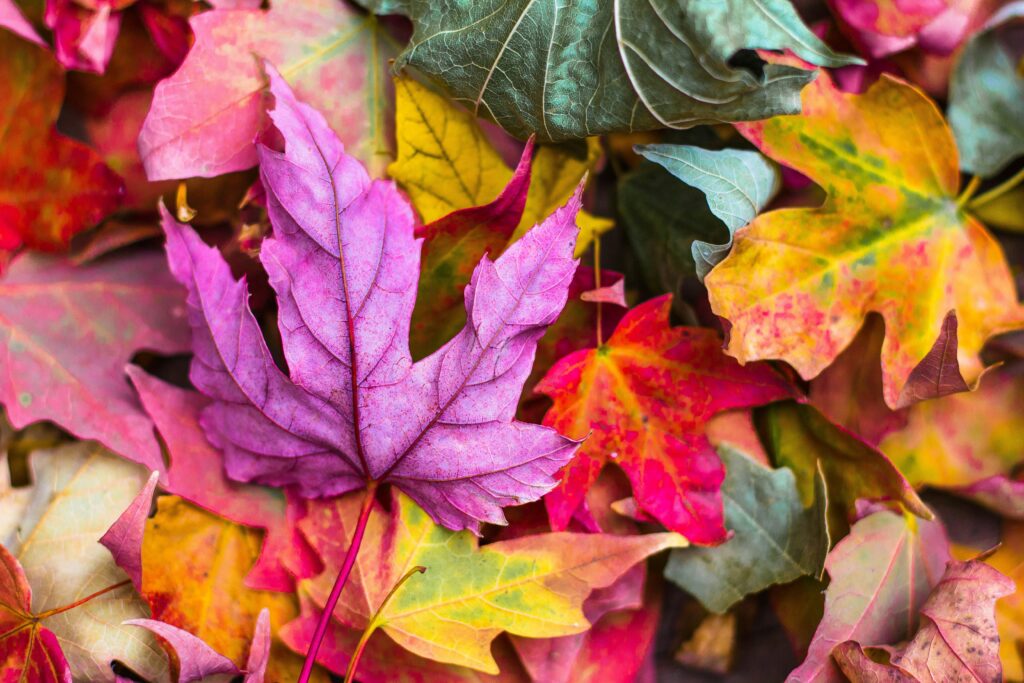 Einladung zum Herbstfest